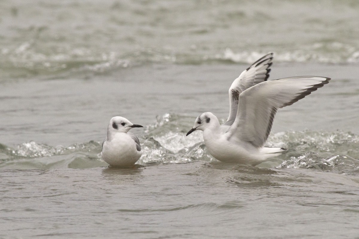 Bonaparte's Gull - ML634922955