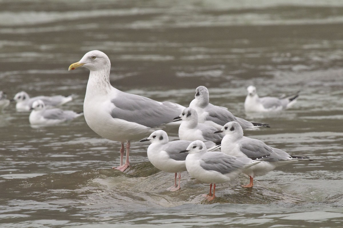 Bonaparte's Gull - ML634922956