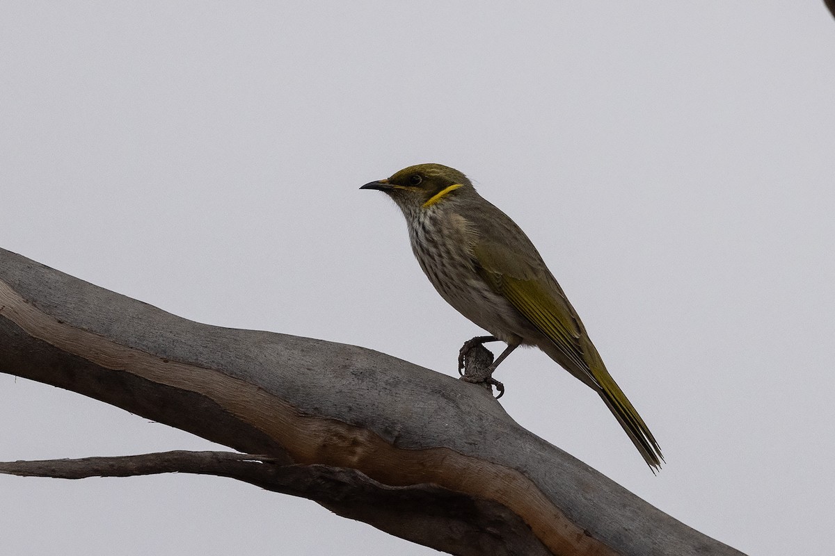 Yellow-plumed Honeyeater - ML634923004