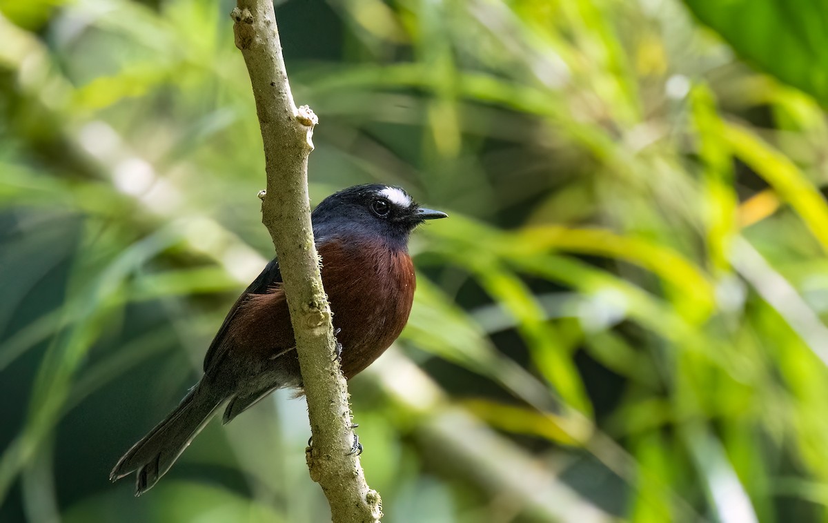 Chestnut-bellied Chat-Tyrant - ML634923007