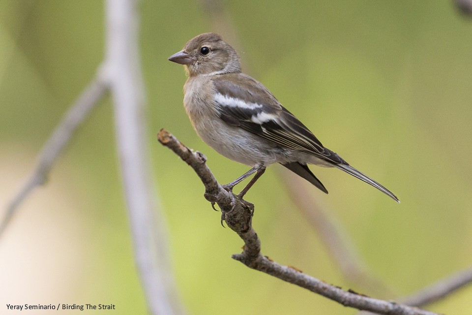 Common Chaffinch - ML63492301