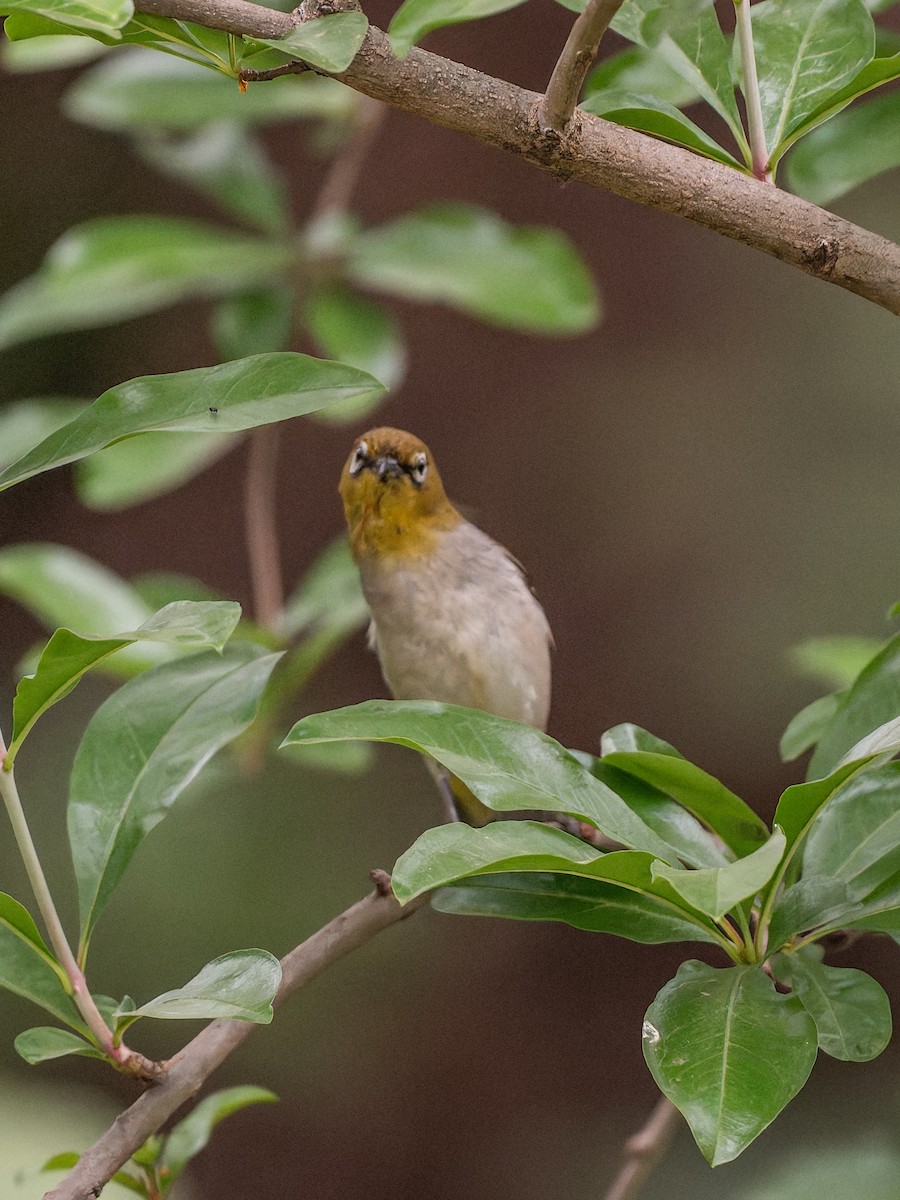 Swinhoe's White-eye - ML634923115