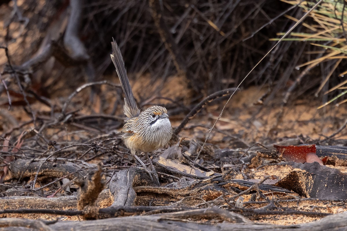 Striated Grasswren - ML634923275