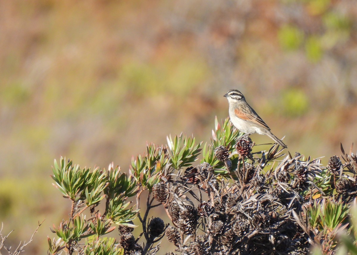 Cape Bunting (Cape) - ML634923285