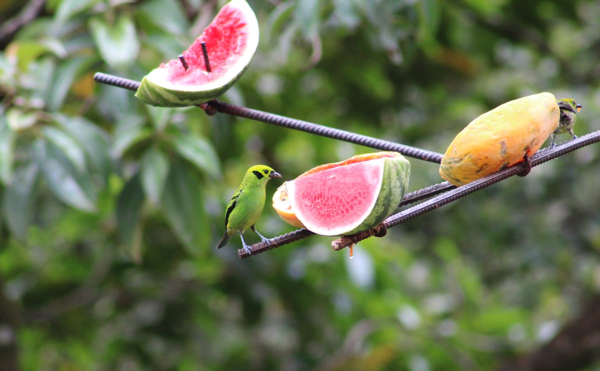 Emerald Tanager - ML634923286