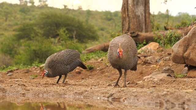 ホロホロチョウ（mitratus グループ） - ML634923320