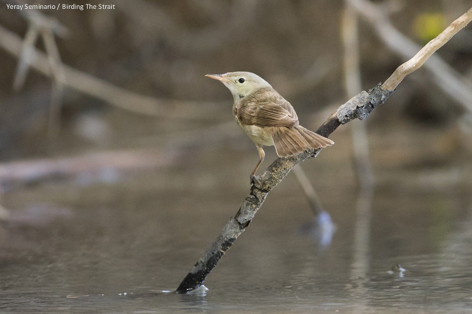 Western Olivaceous Warbler - ML63492351