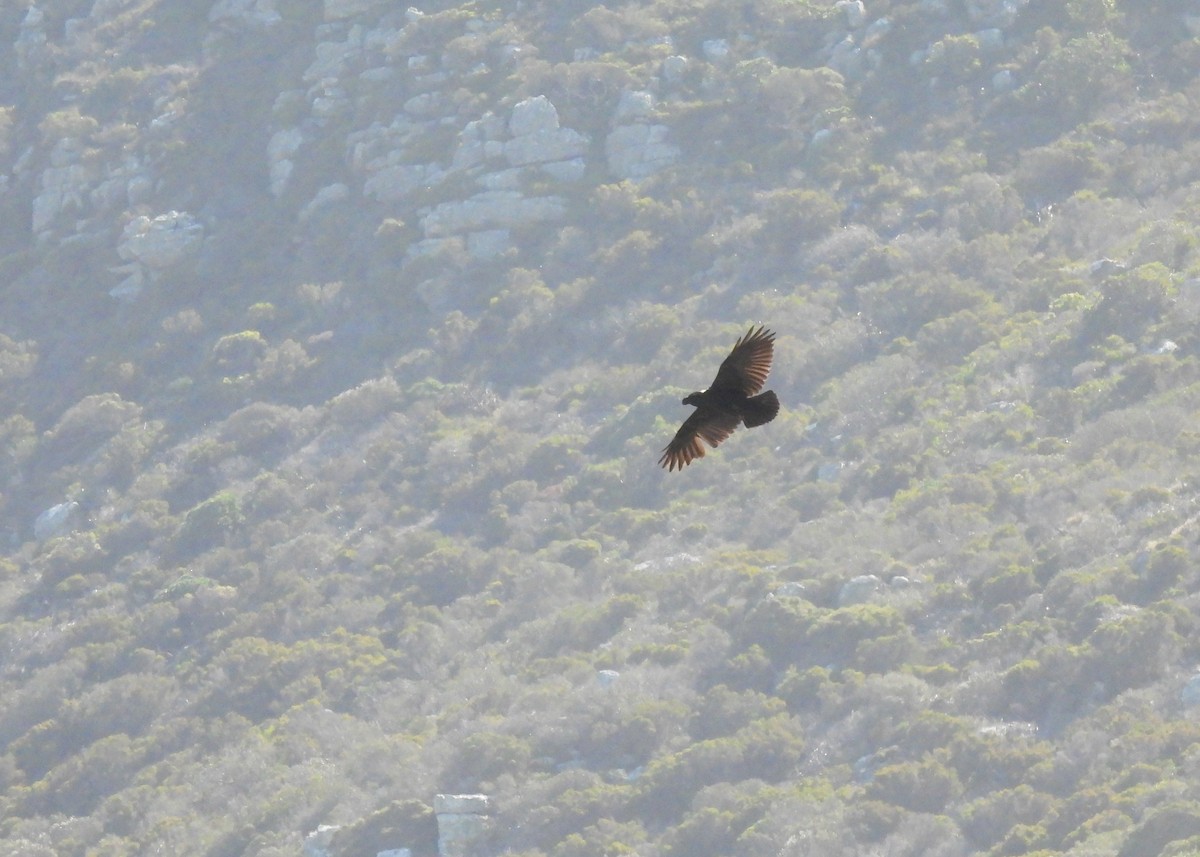 White-necked Raven - ML634923634