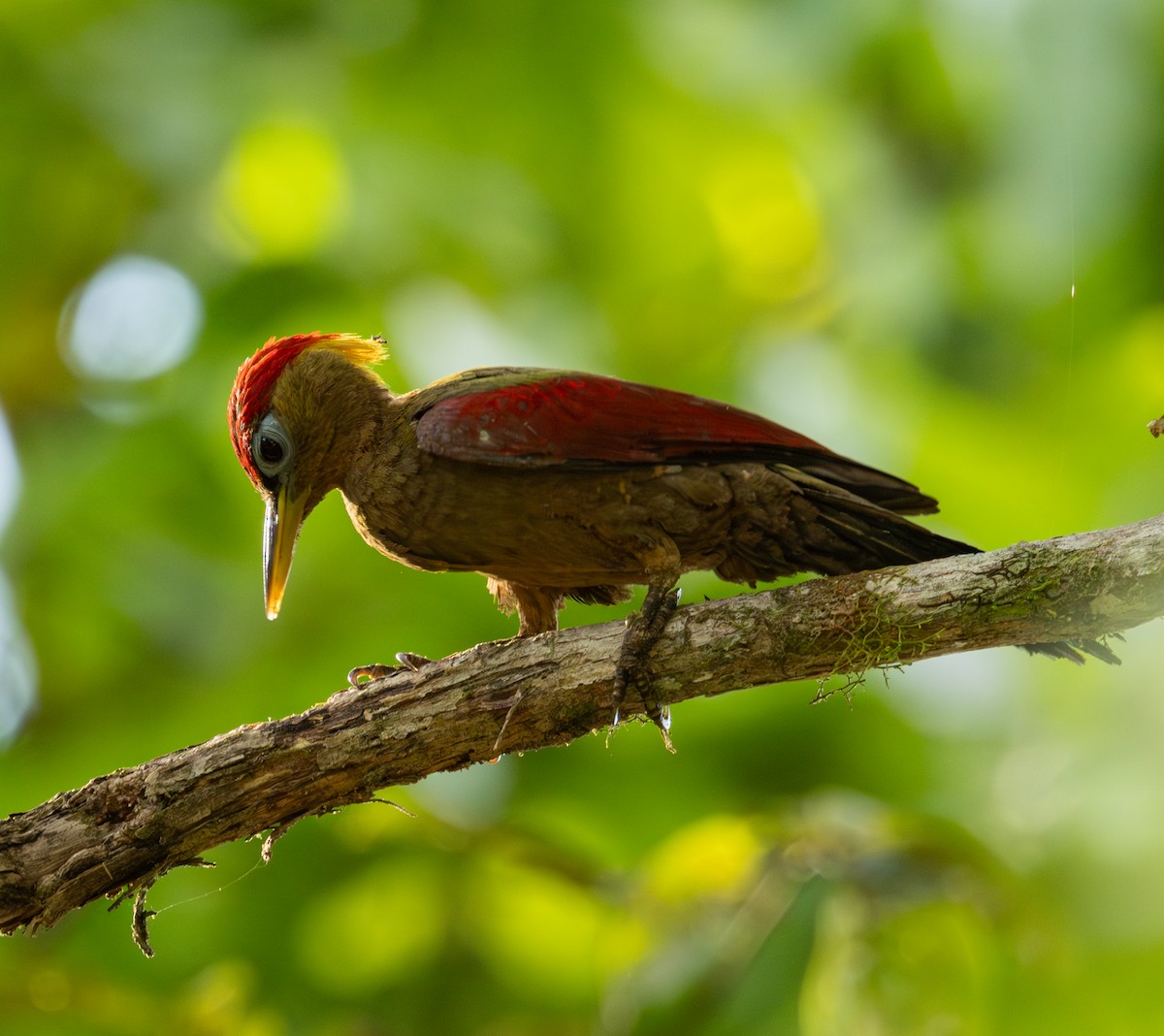 Crimson-winged Woodpecker - ML634923705