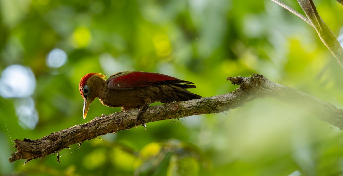 Crimson-winged Woodpecker - ML634923728