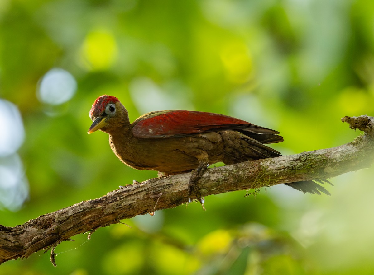 Crimson-winged Woodpecker - ML634923731