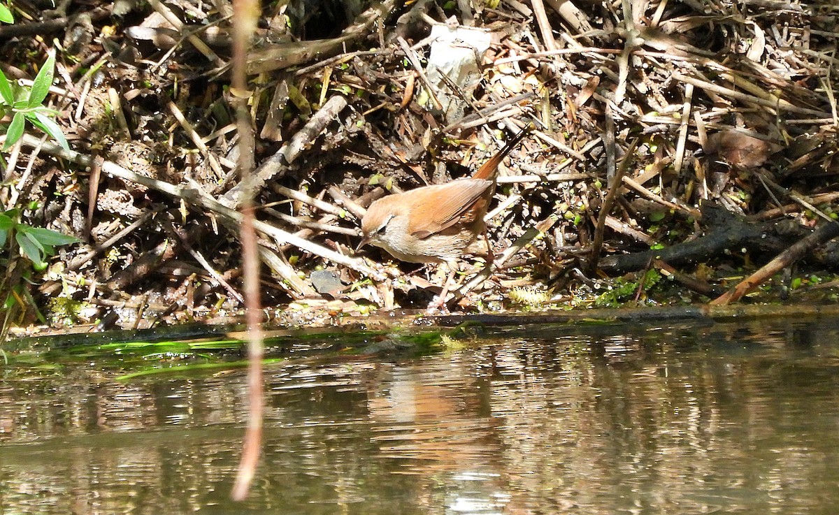 Cetti's Warbler - ML634923782