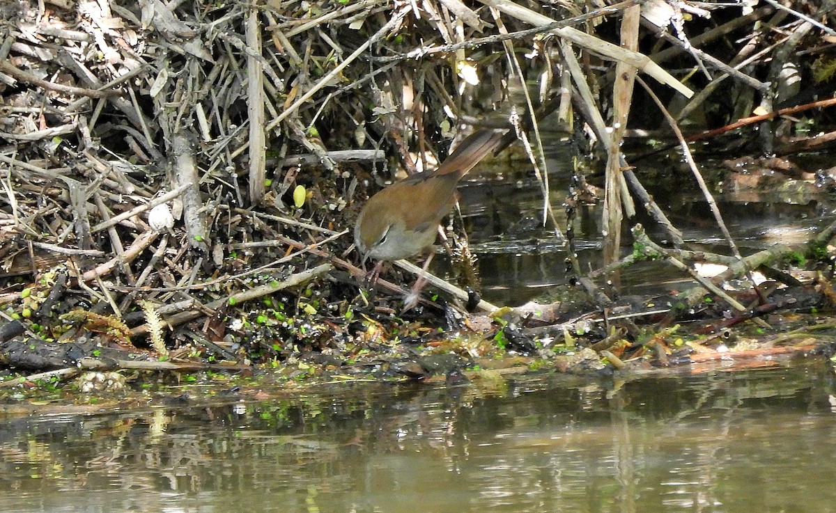 Cetti's Warbler - ML634923783
