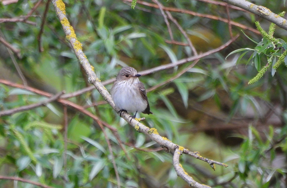 Spotted Flycatcher - ML634923812