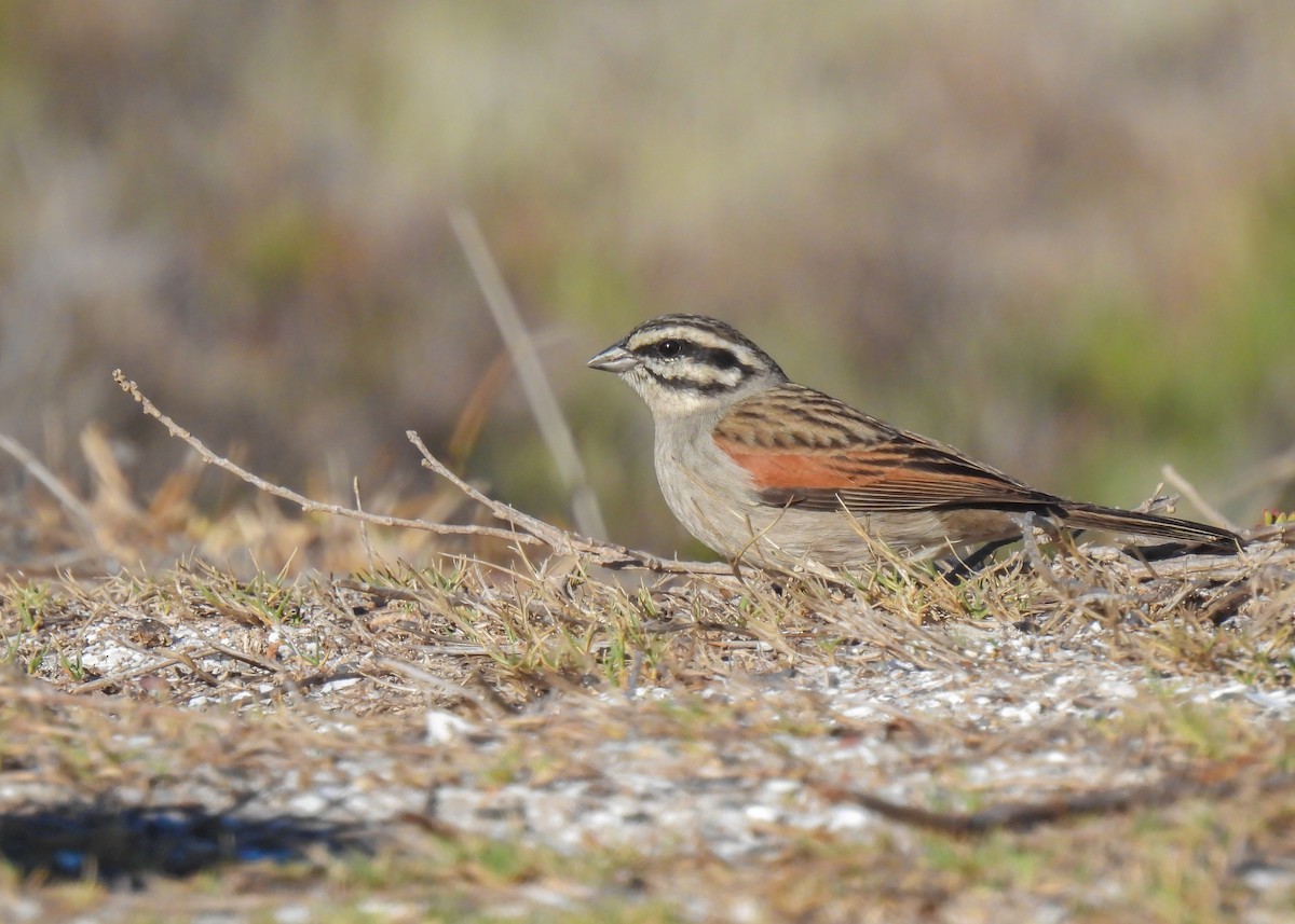 Cape Bunting (Cape) - ML634923820
