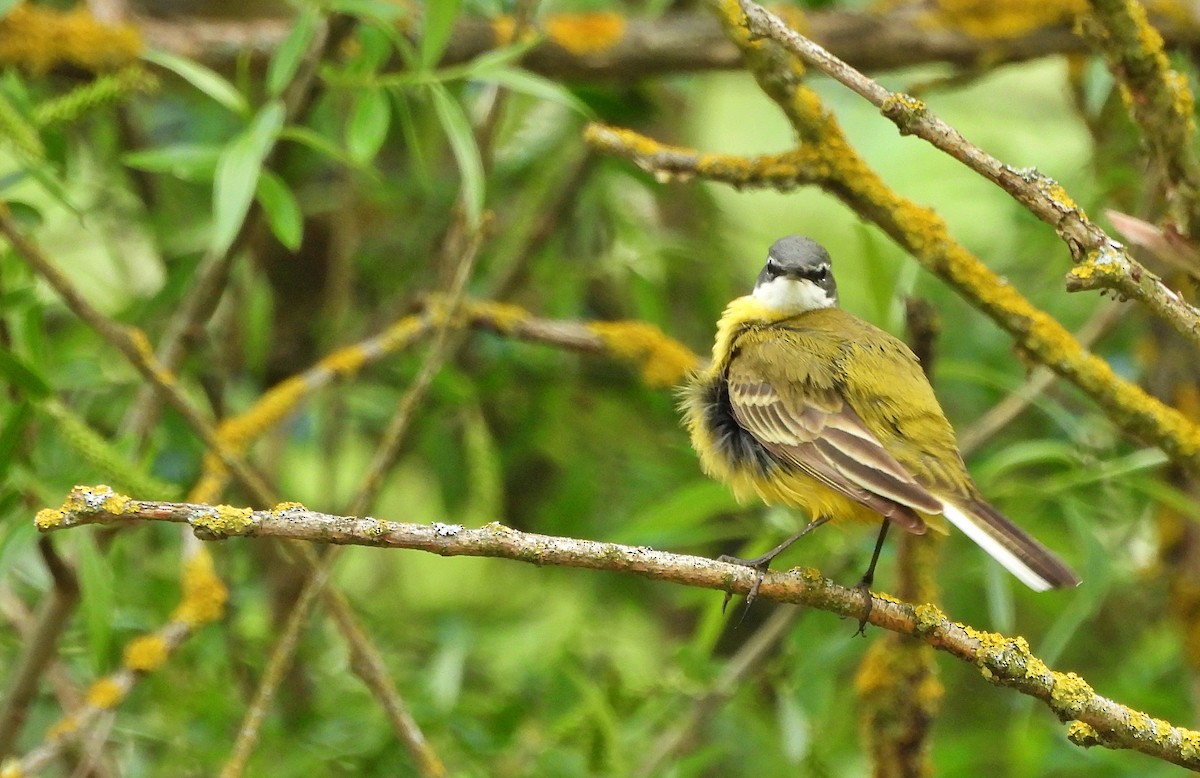 Western Yellow Wagtail - ML634923831