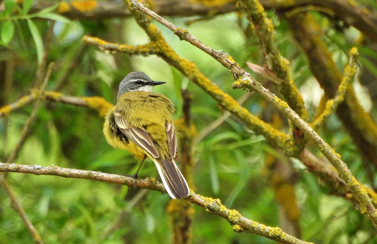 Western Yellow Wagtail - ML634923832