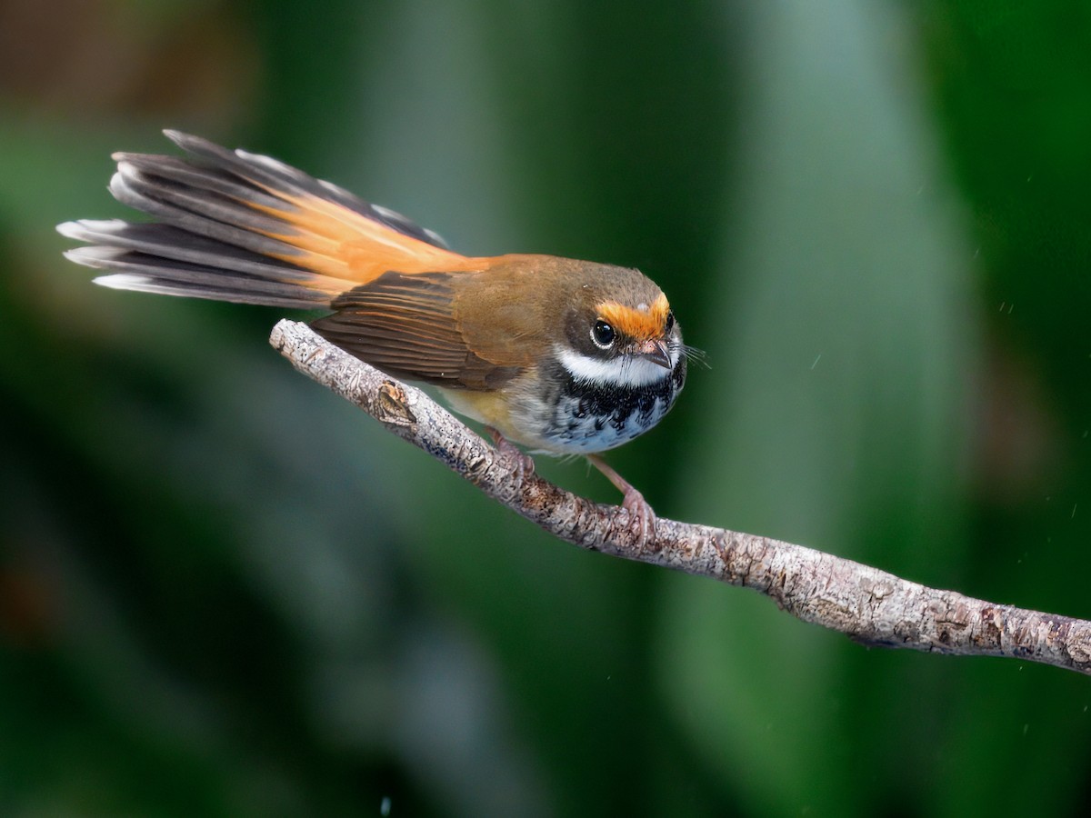 Australian Rufous Fantail - ML634923834