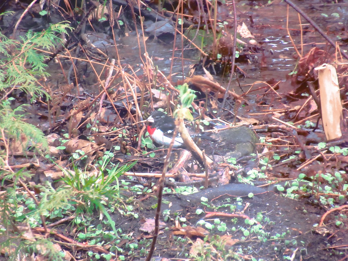 Rose-breasted Grosbeak - ML634923848