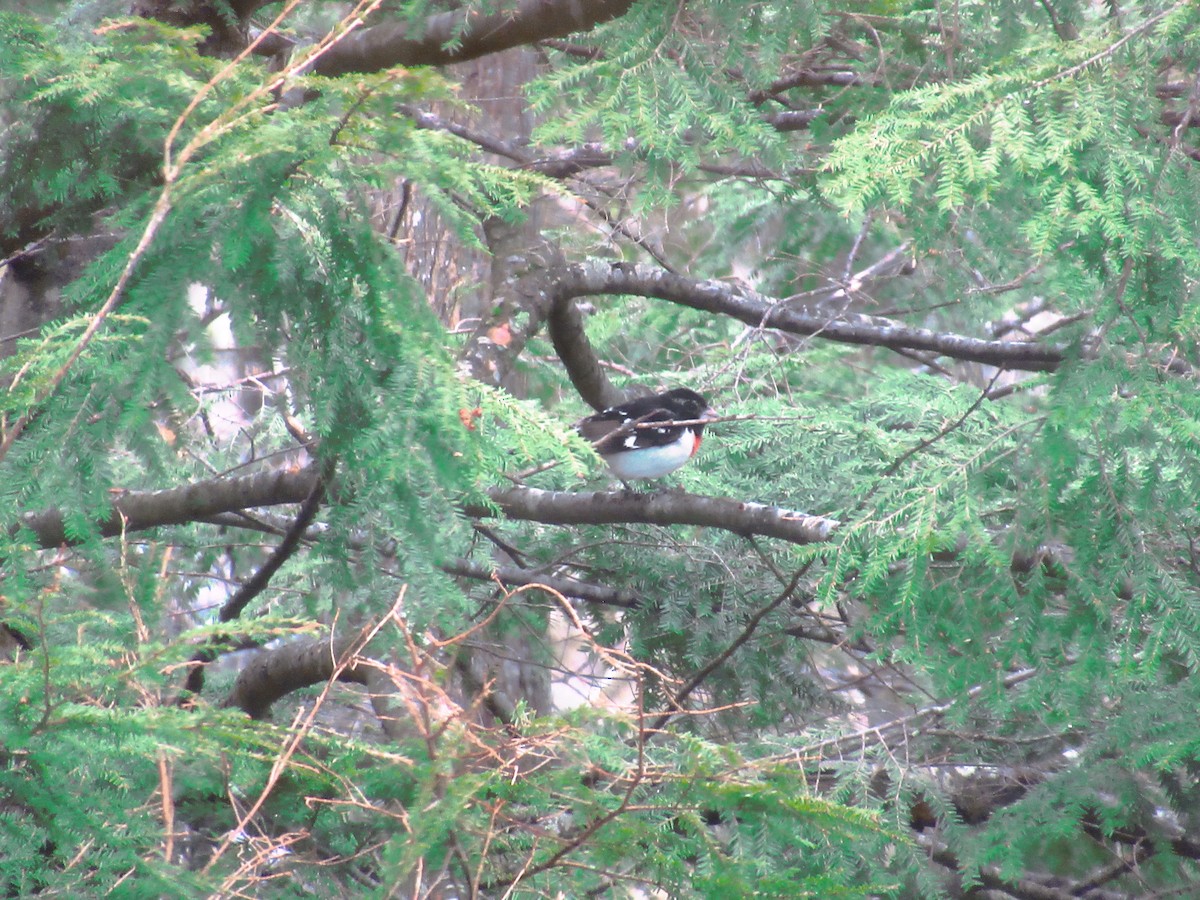 Rose-breasted Grosbeak - ML634923850