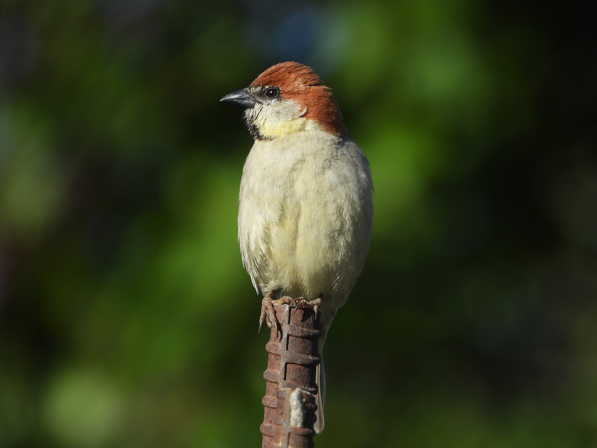 Russet Sparrow - ML634923861