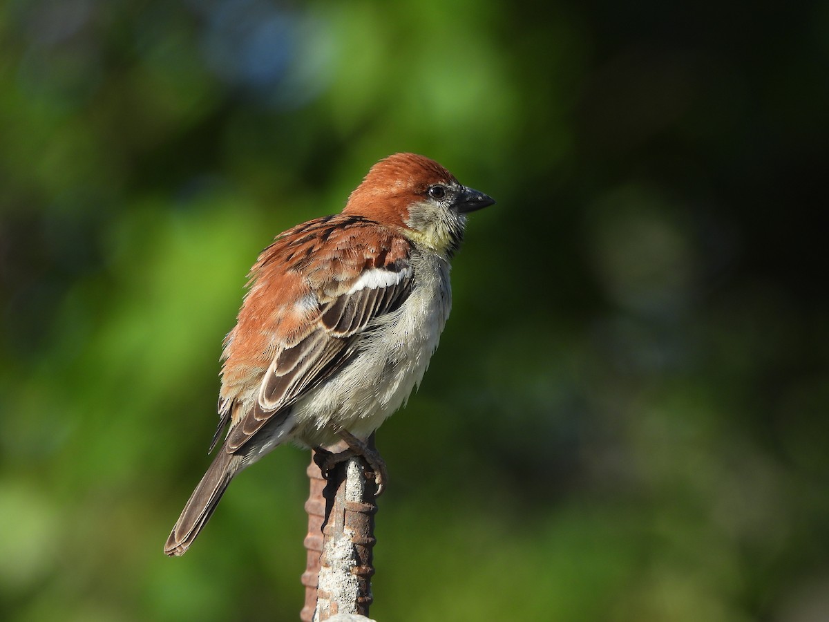 Russet Sparrow - ML634923864