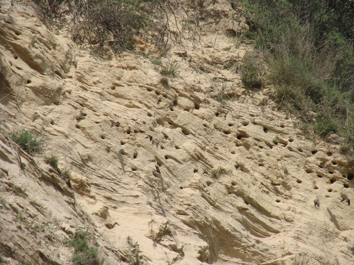 Bank Swallow - ML634923883