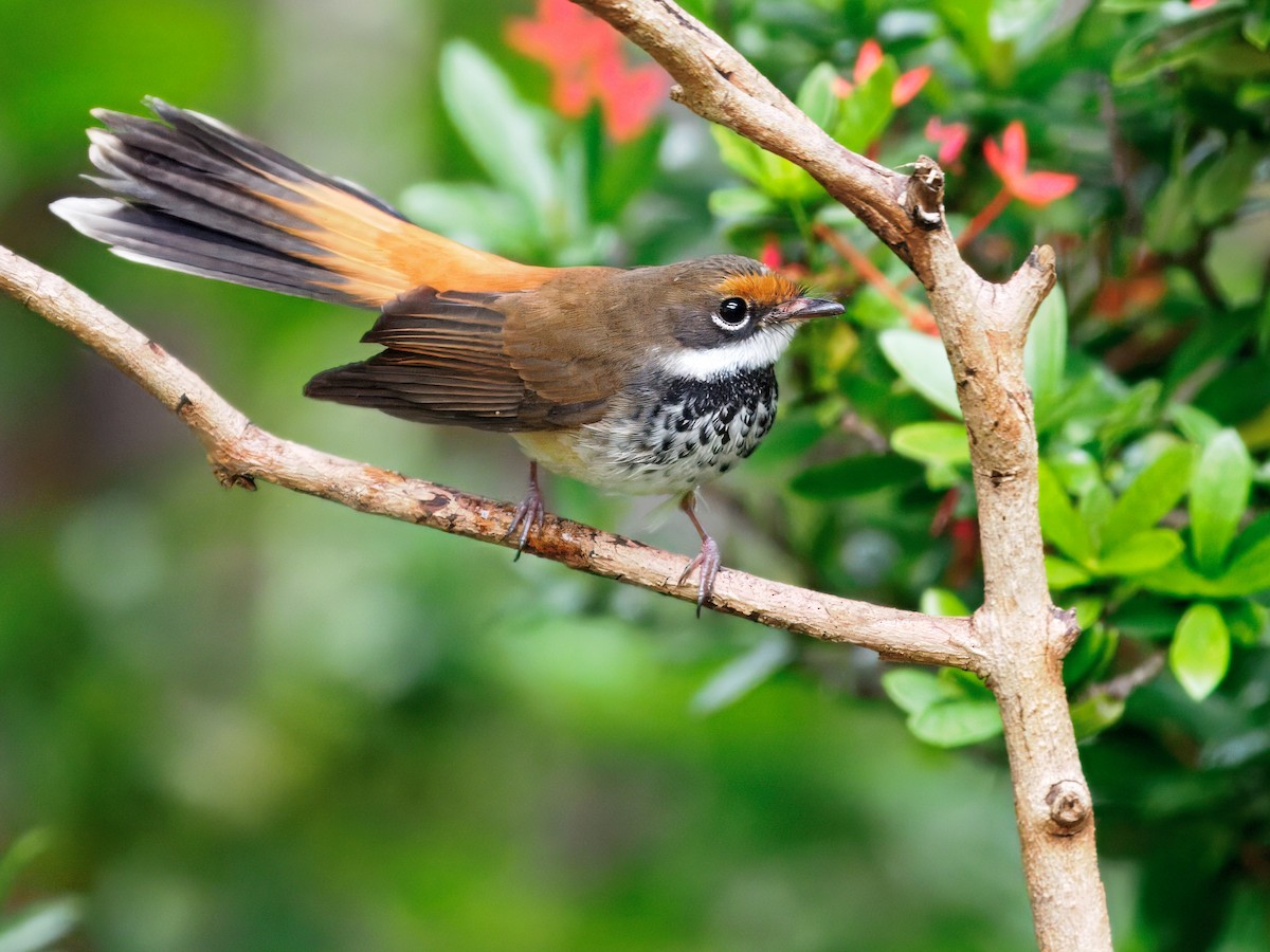 Australian Rufous Fantail - ML634923885