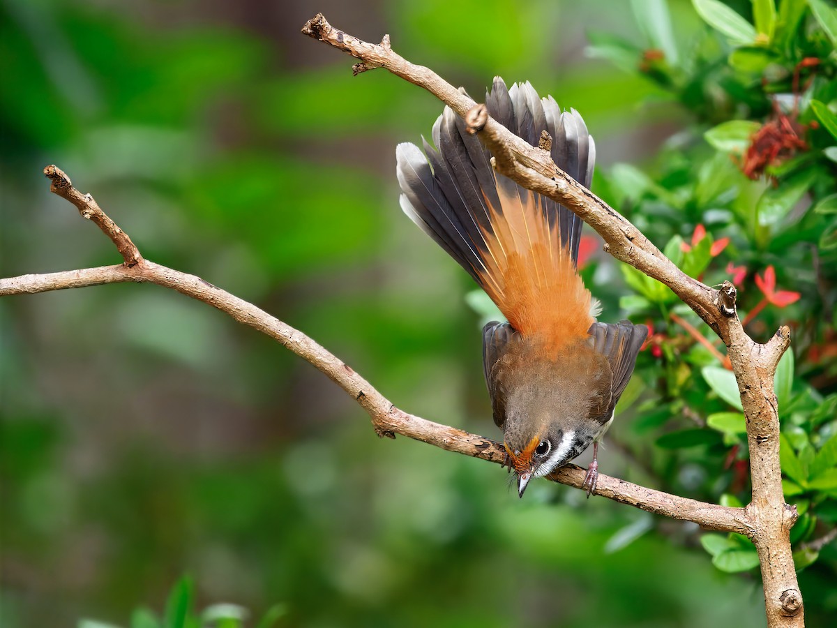 Australian Rufous Fantail - ML634923893