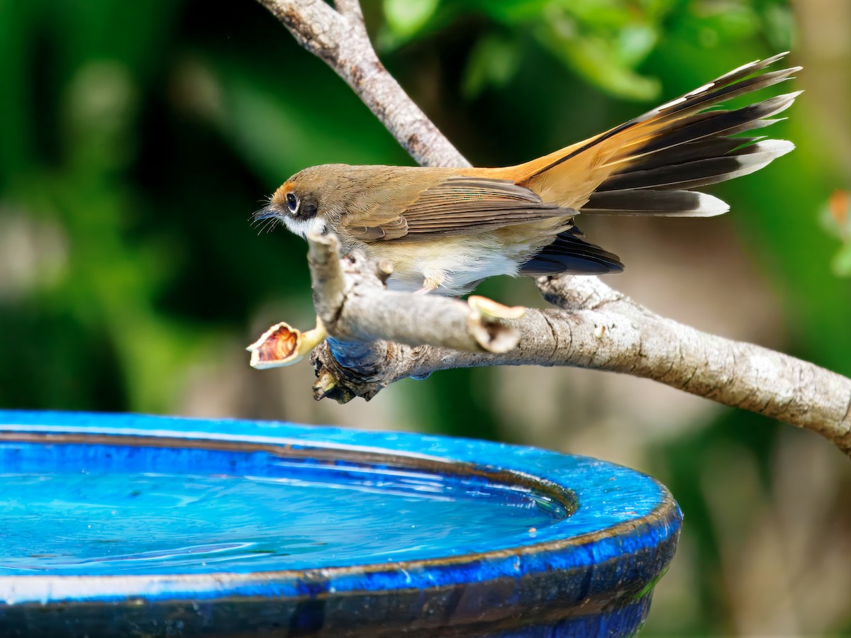 Australian Rufous Fantail - ML634923896