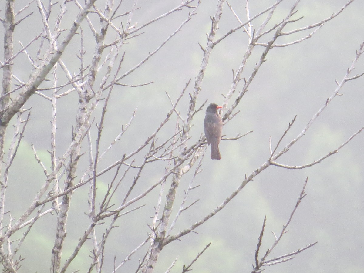 Square-tailed Bulbul - ML634923910