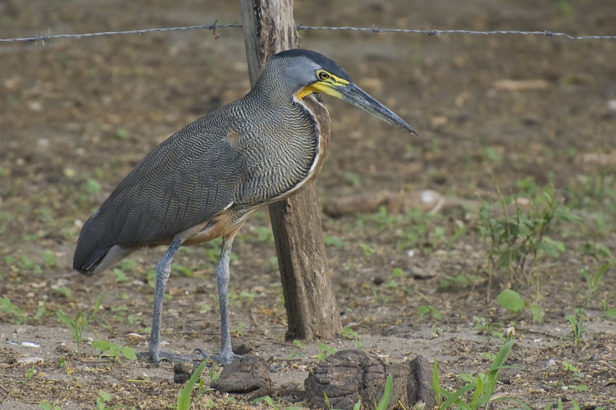 Bare-throated Tiger-Heron - ML634924107