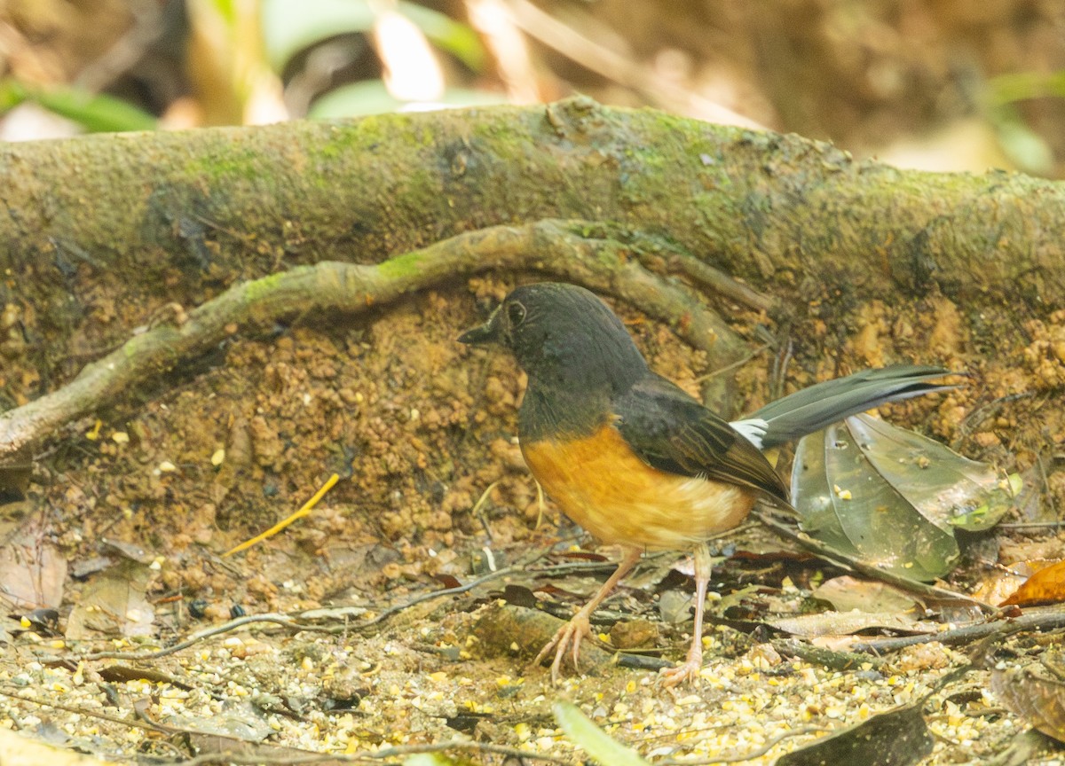 White-rumped Shama - ML634924138