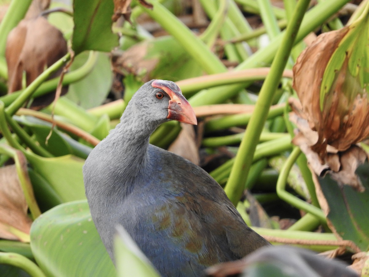 Philippine Swamphen - ML634924218