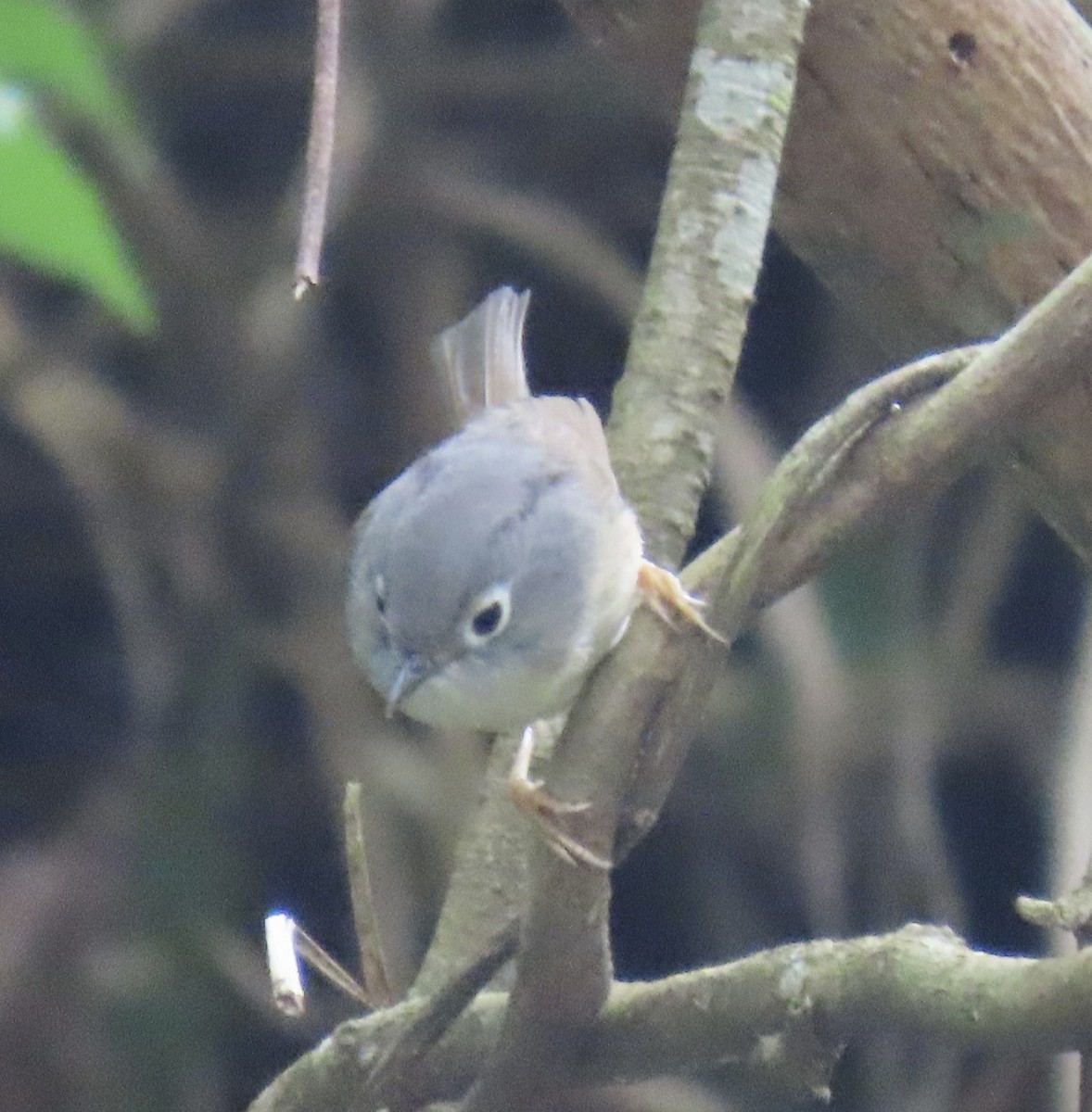 Morrison's Fulvetta - ML634924246