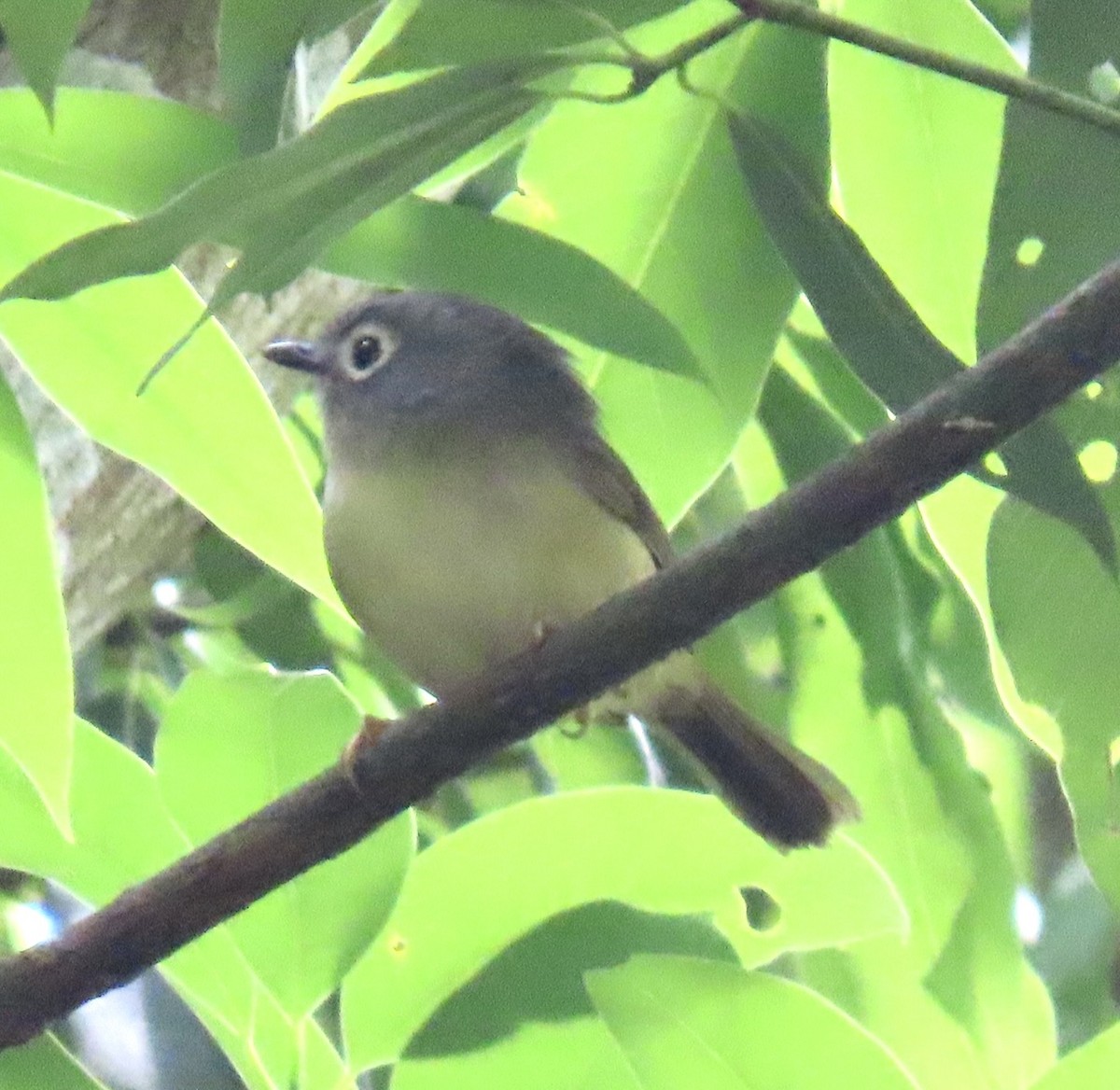 Morrison's Fulvetta - ML634924247