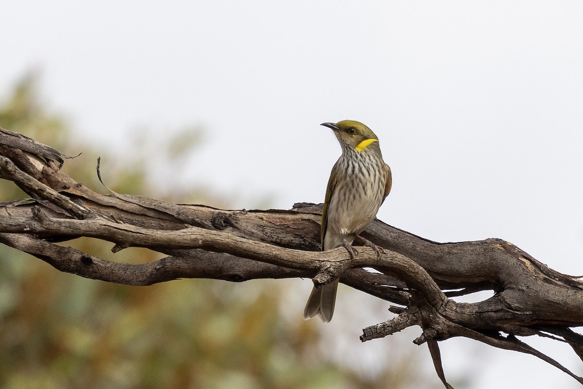 Yellow-plumed Honeyeater - ML634924255