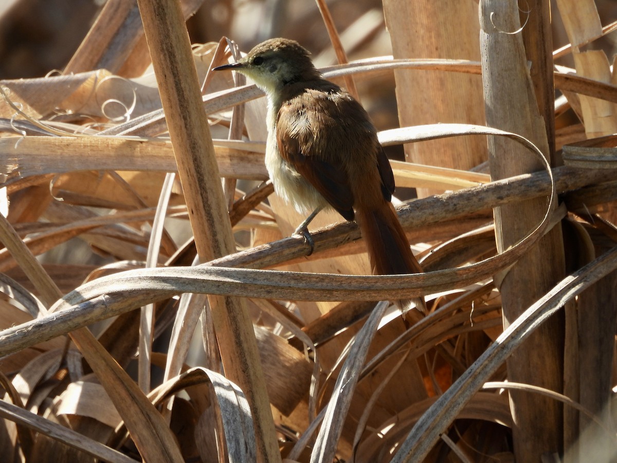 Yellow-chinned Spinetail - ML634924355