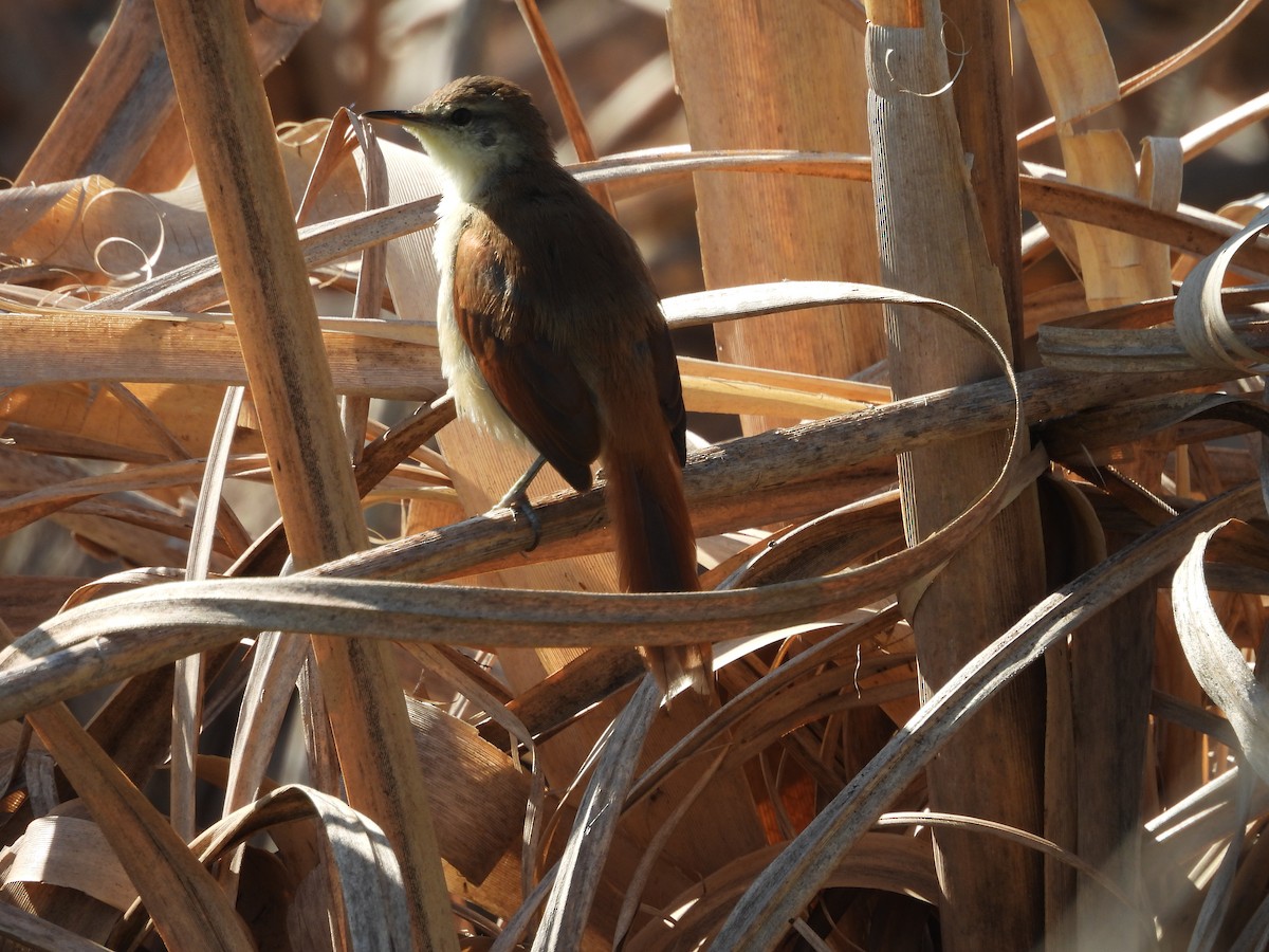 Yellow-chinned Spinetail - ML634924356