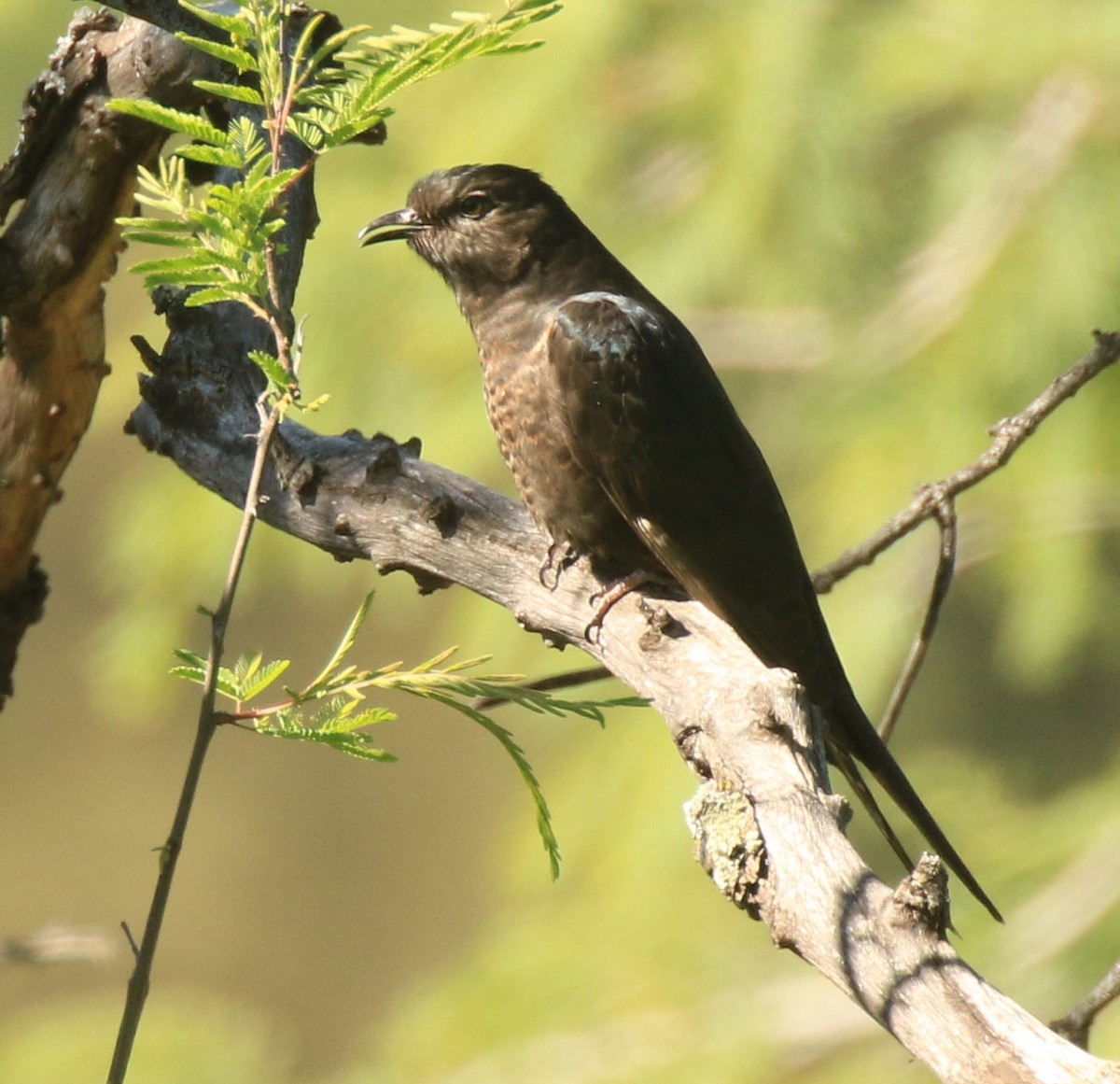 Black Cuckoo - ML634924423