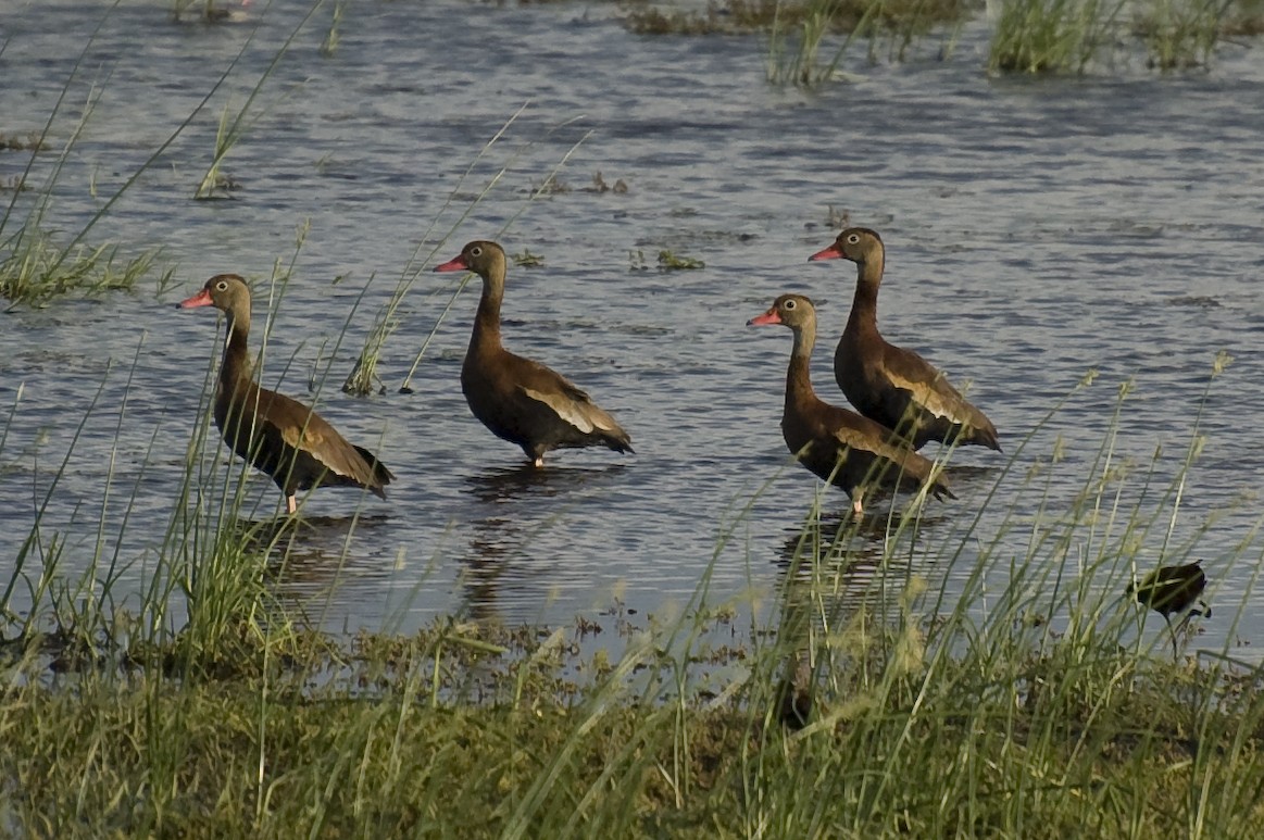 Black-bellied Whistling-Duck - ML634924433