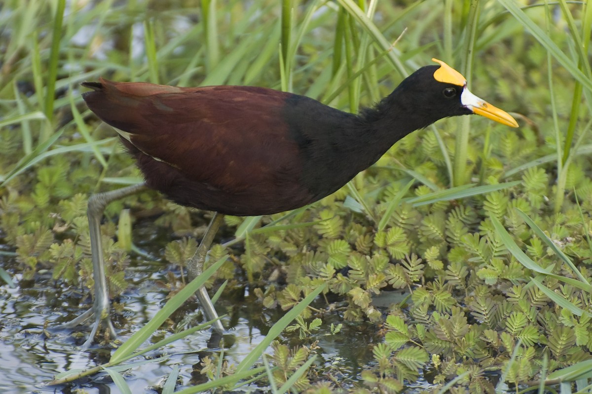 Northern Jacana - ML634924447