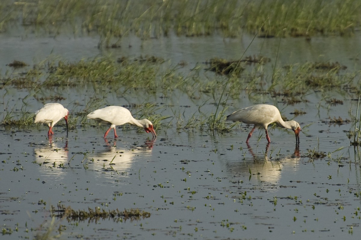 White Ibis - ML634924451