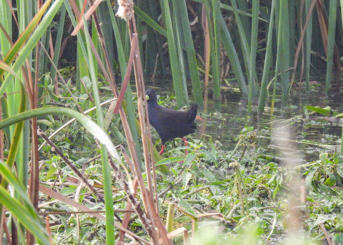 Black Crake - ML634924465