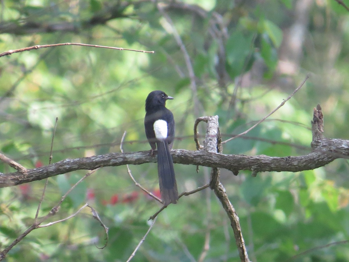 White-rumped Shama - ML634924593