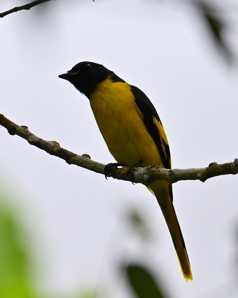 赤紅山椒鳥 - ML634924603