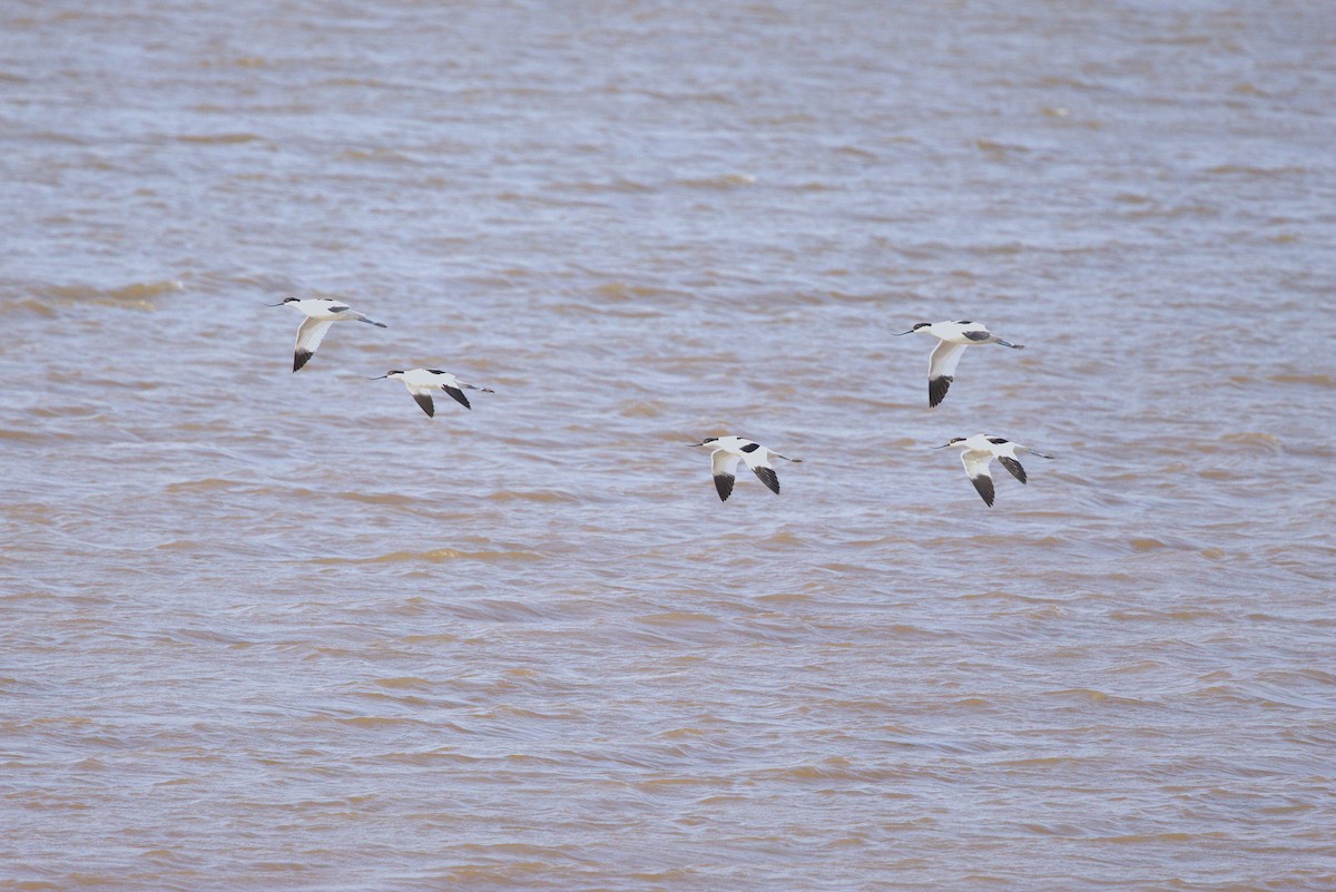 Pied Avocet - ML634924605