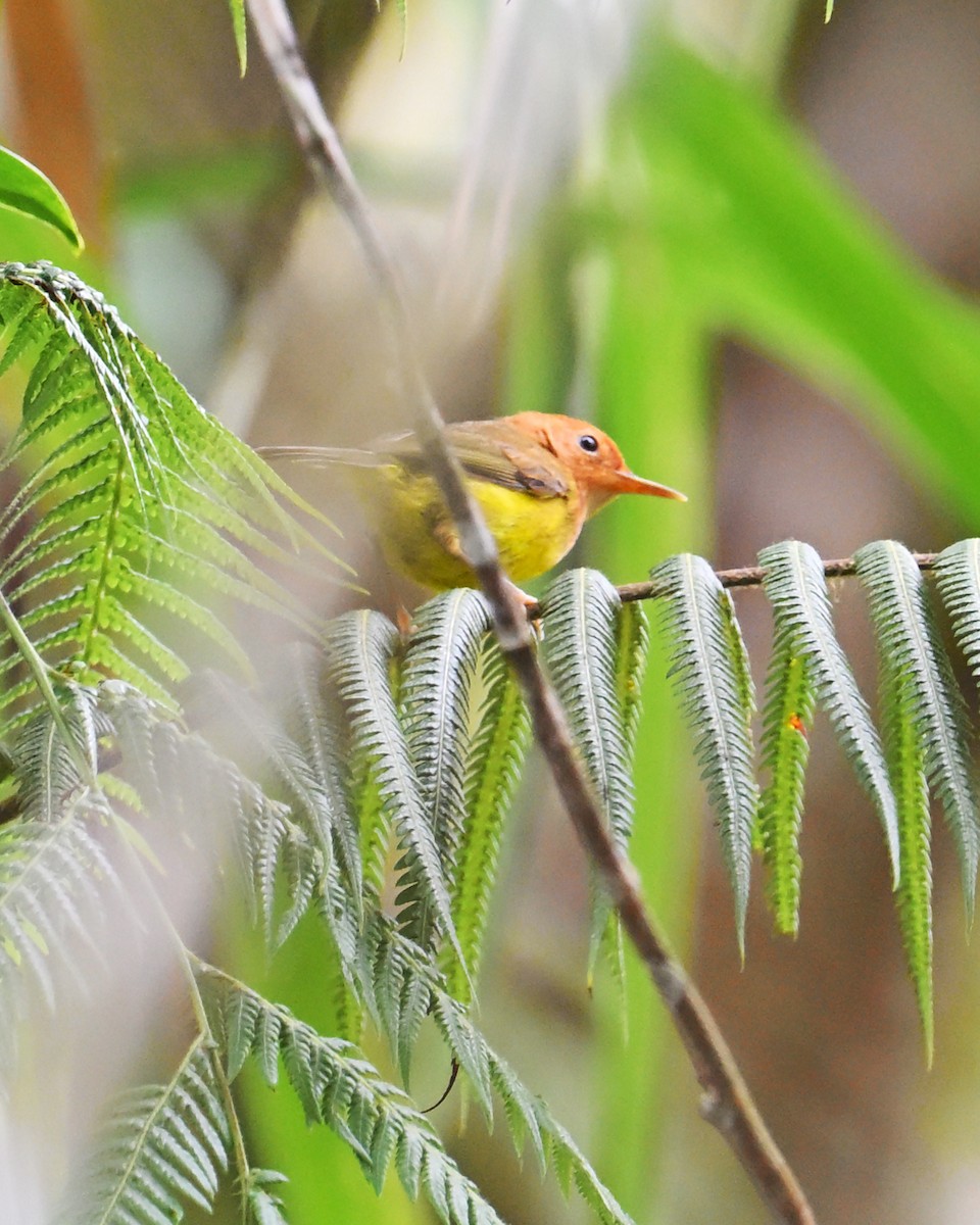 Rufous-headed Tailorbird - ML634924613