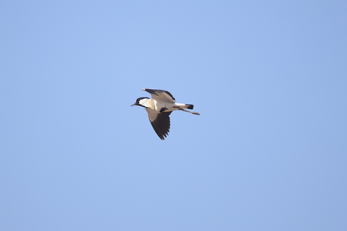 River Lapwing - ML634924614