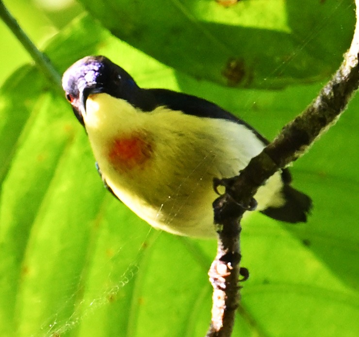 Metallic-winged Sunbird - ML634924616